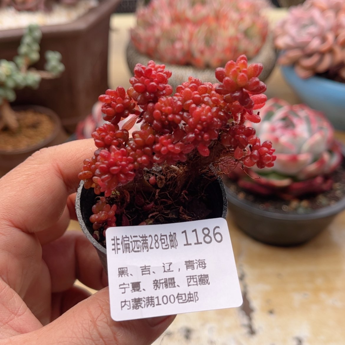 【闪购商品】1186红浆果缀