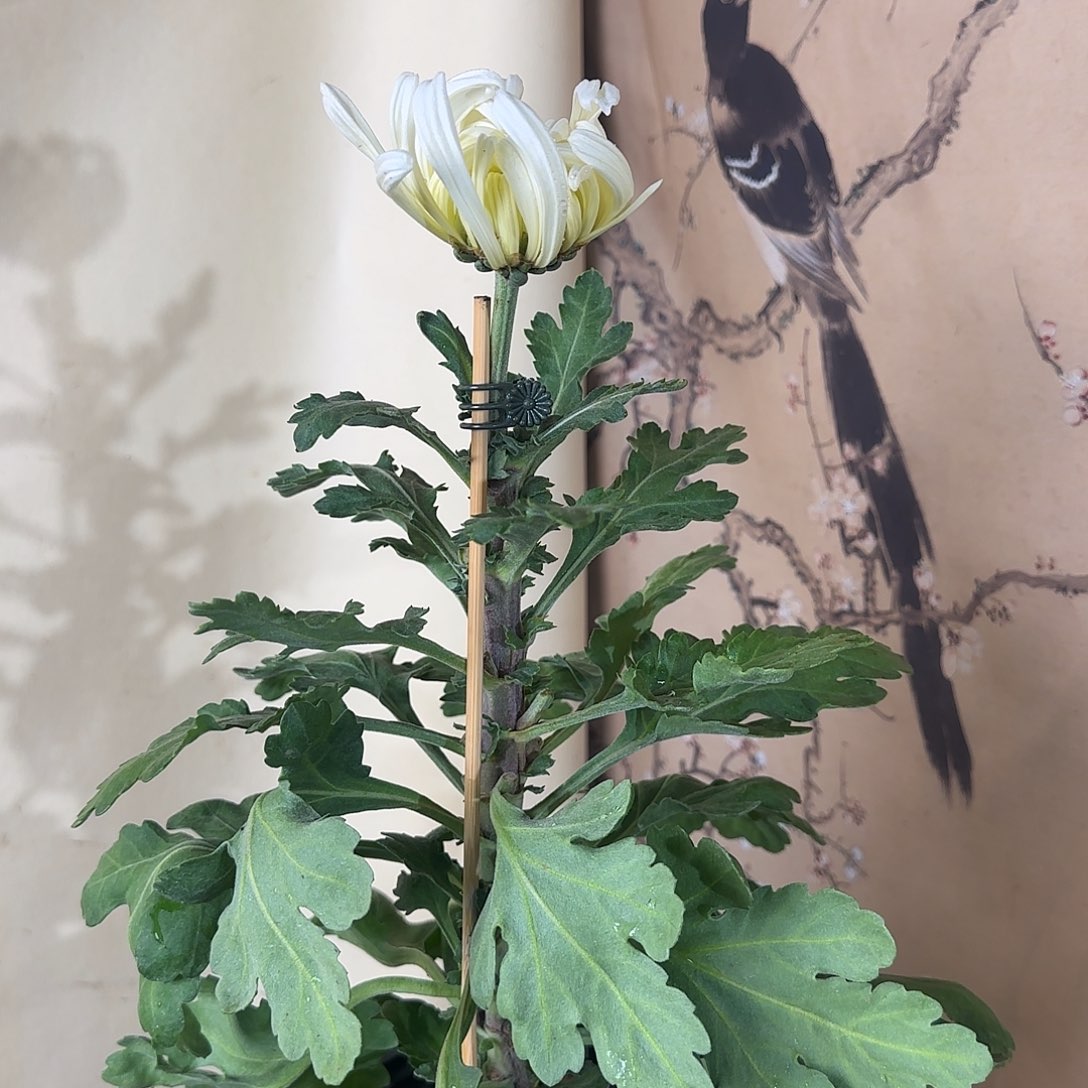 全部花朵H55555555