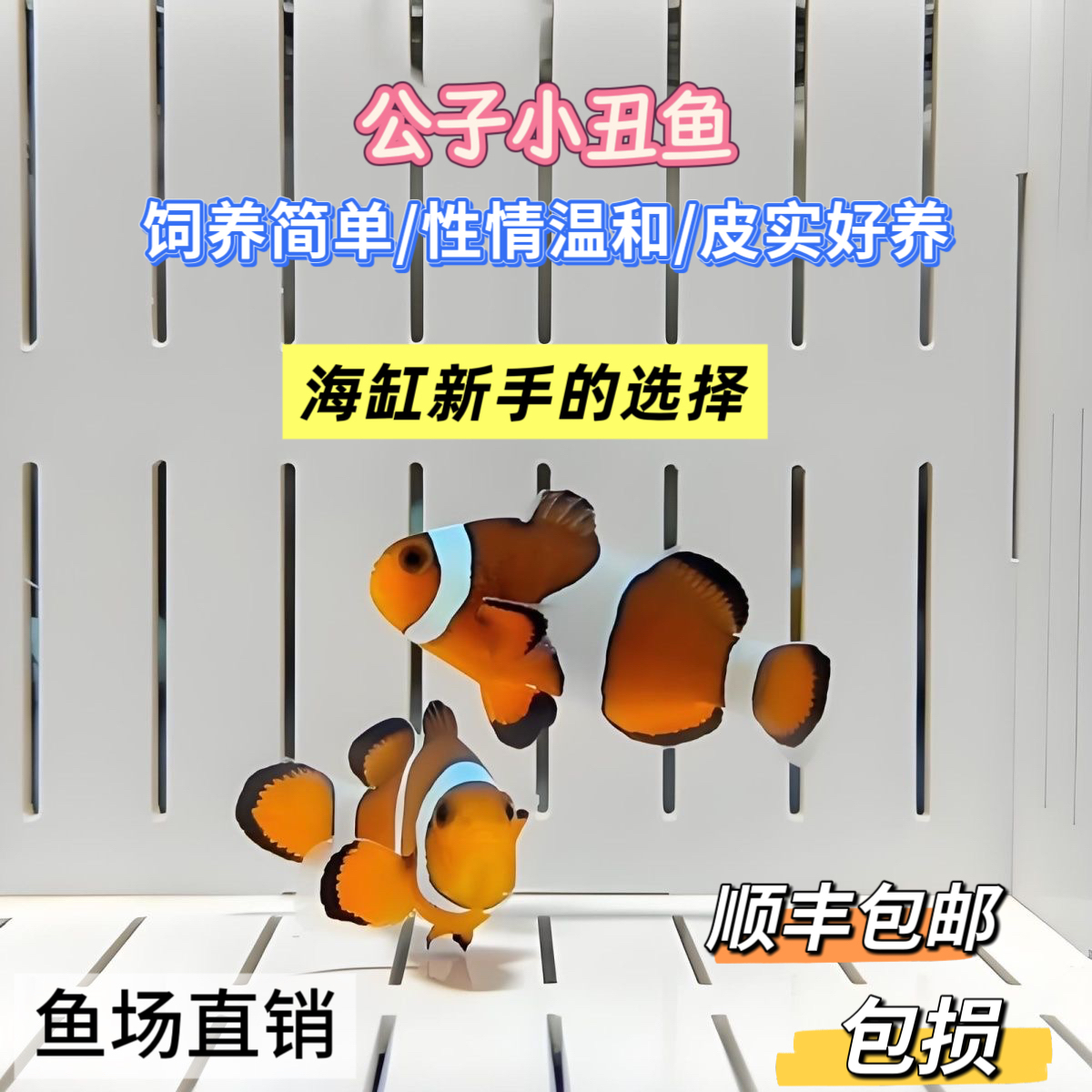 人工公子小丑鱼尼莫海水观赏鱼适合海缸饲养