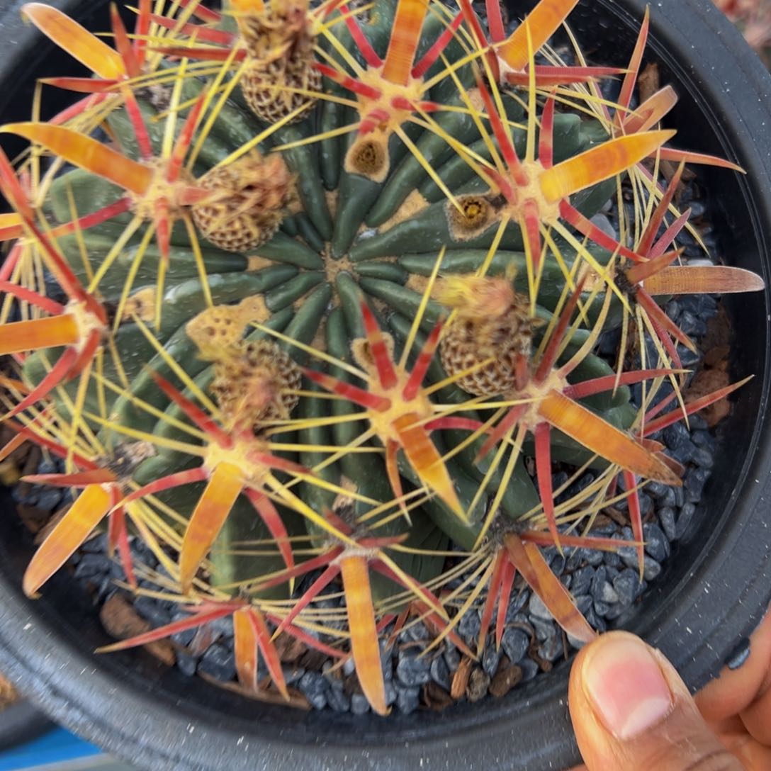 墨西哥丸叶日出福利啊