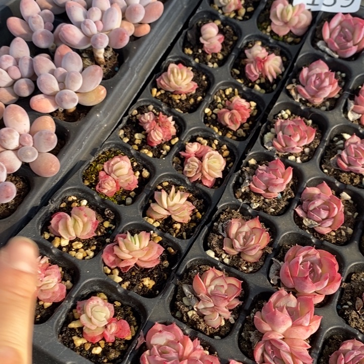 139 多肉植物盆栽花卉