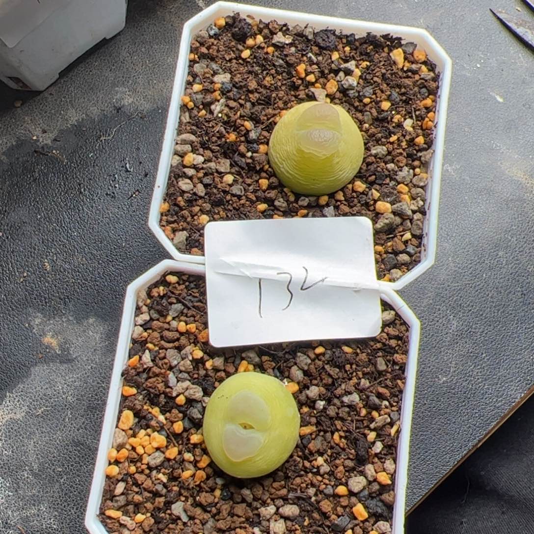 柠***y12.1拉登多肉，132