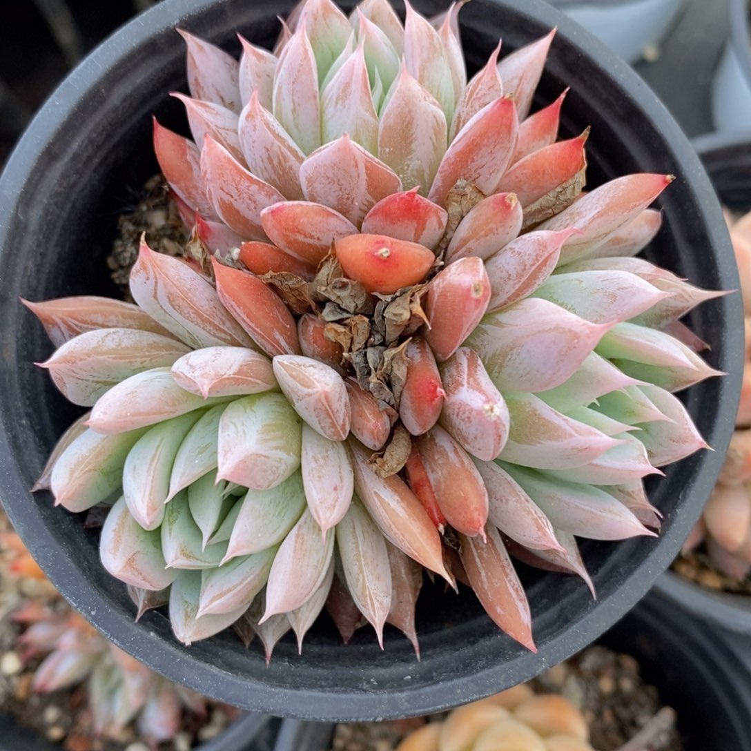 可问主播品种，下滑链接更多品种选择