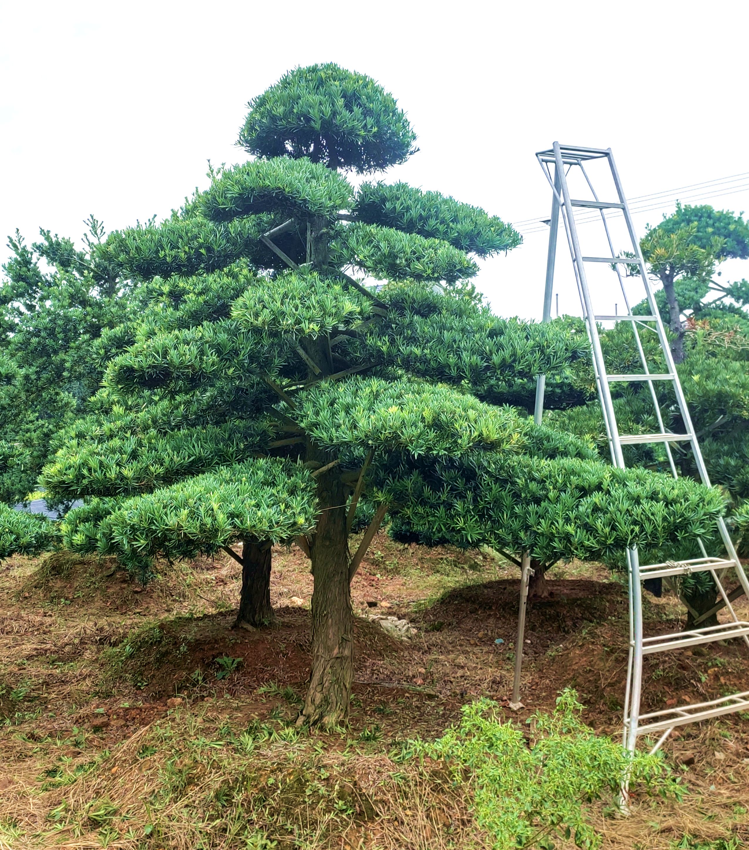 罗汉松造型树基地直发 直播间选购一物一拍