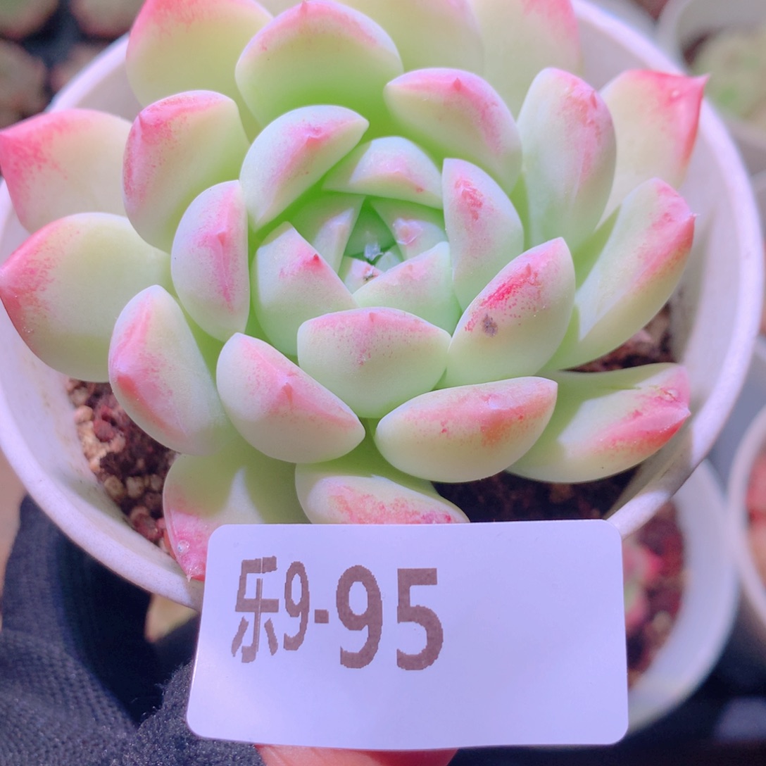 乐然 9-95 白雪单头 