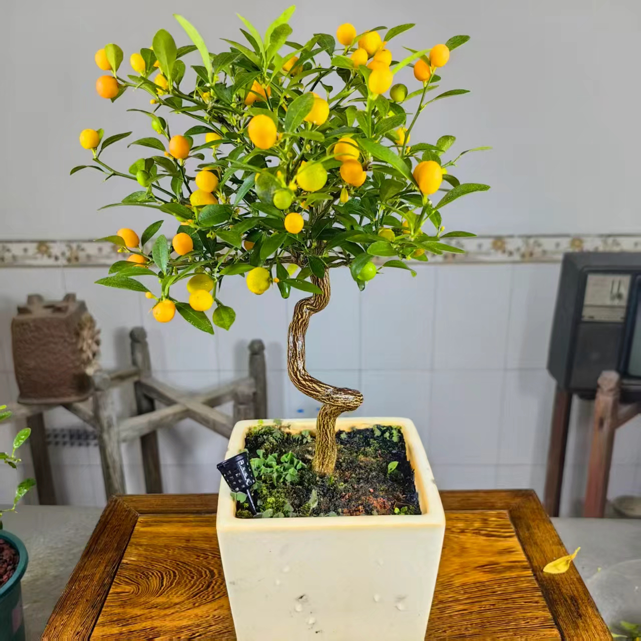 集美龙骨豆小豆子