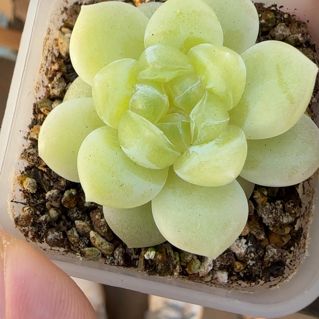 一物一拍白财富密码