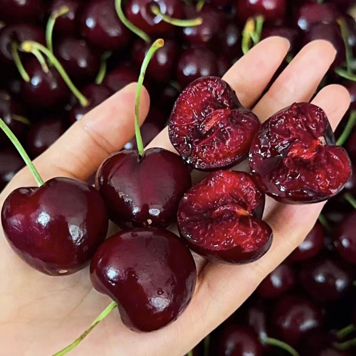 【桑提娜5JD】智利进口海运车厘子现货原箱车厘子包邮5斤内附果径卡桑提娜樱桃智利共和国