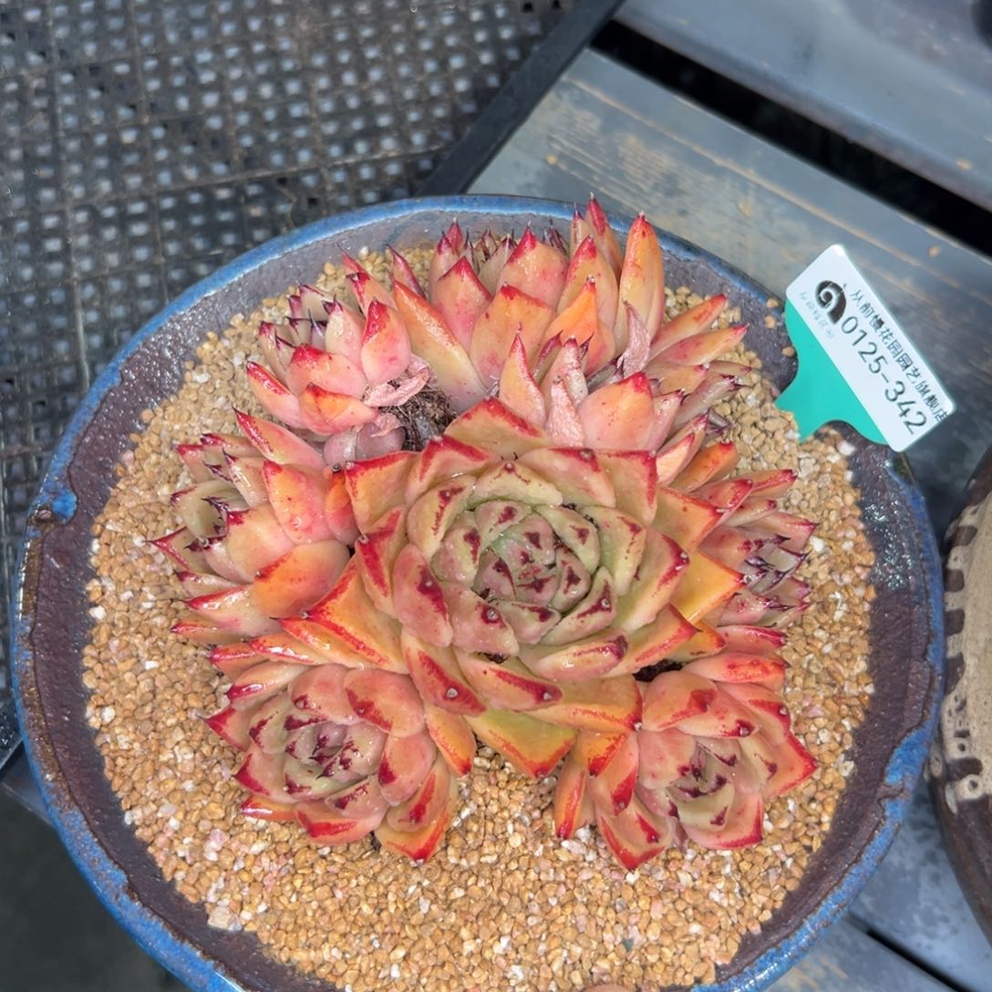 多肉一物一拍0125-342