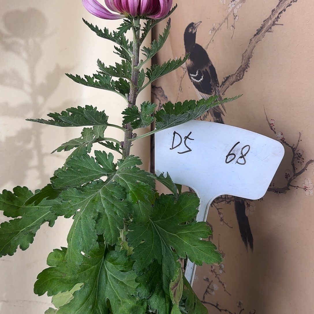 全部花朵D55555555