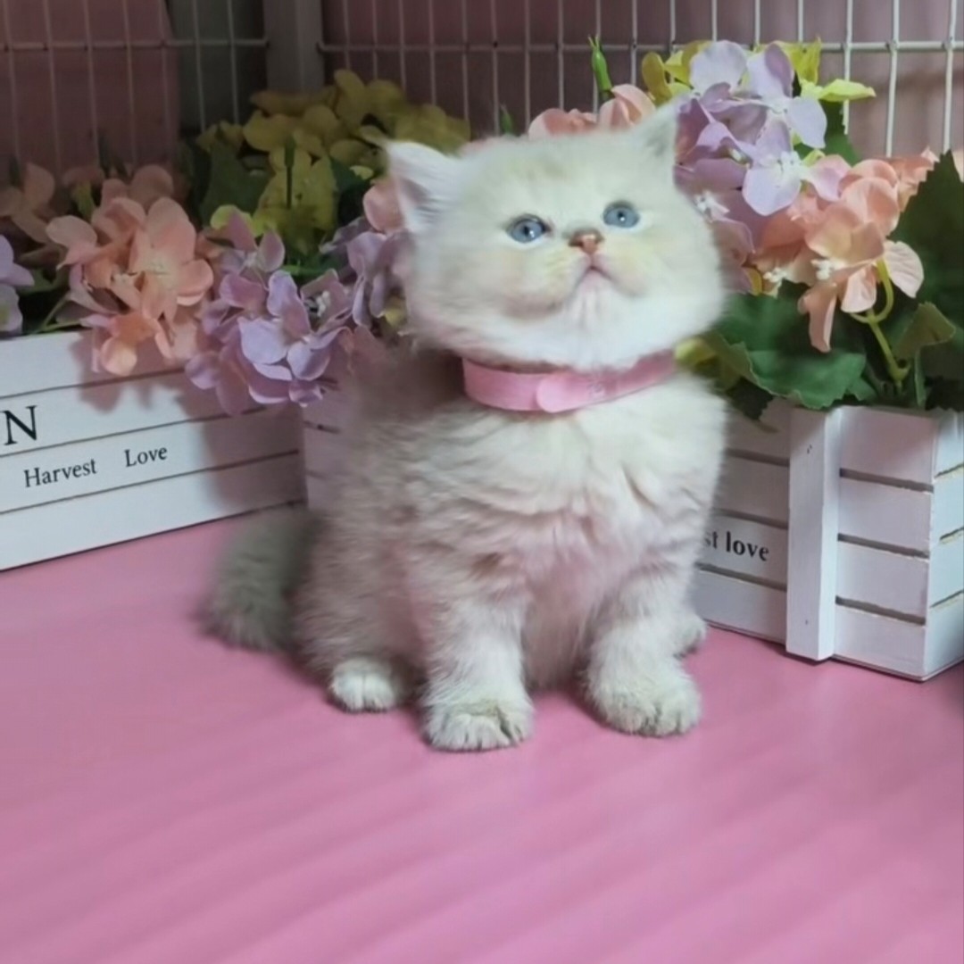 金渐层蓝金渐层英短猫咪活体
