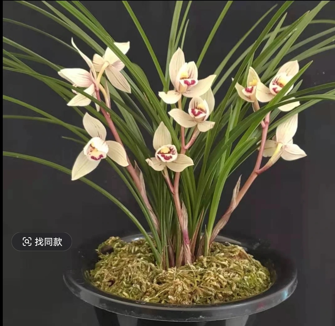 盆景盆栽一物一拍