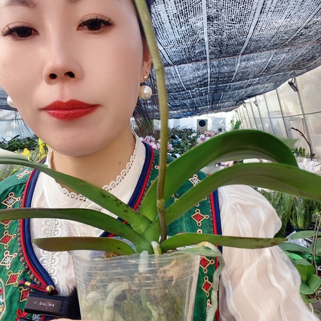 无花朵水墨江南蝴蝶兰