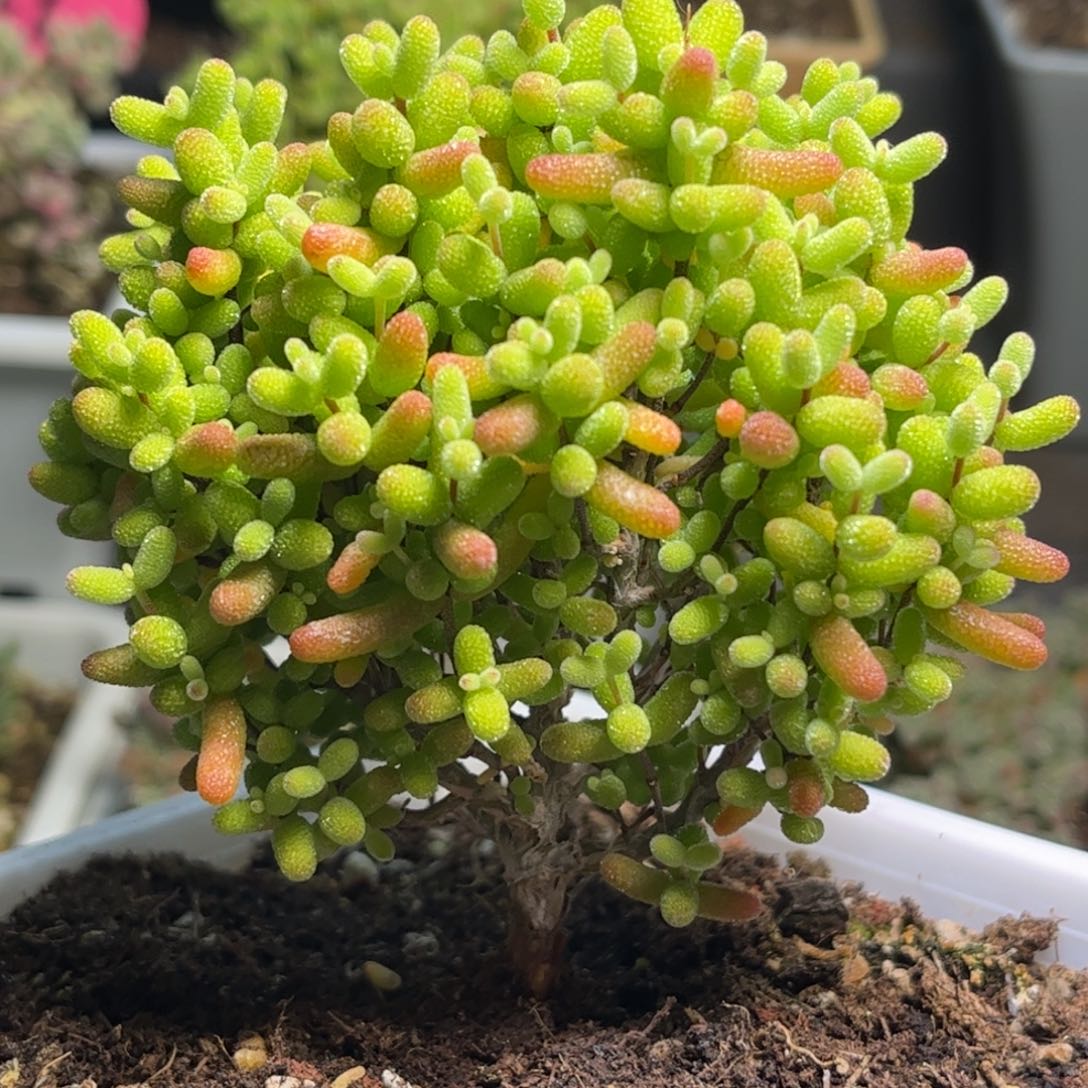 昕宝金桔枝干番杏