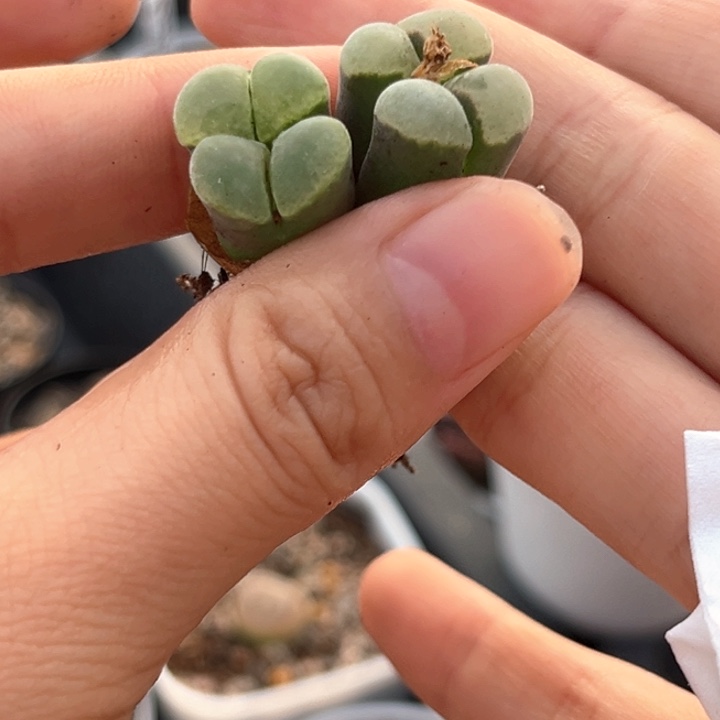 琳***裴263号精品风铃福利