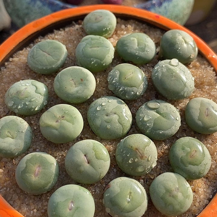 29521小红嘴dows一颗