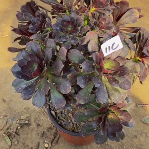 炫彩圆叶灰丛林11多肉不包断