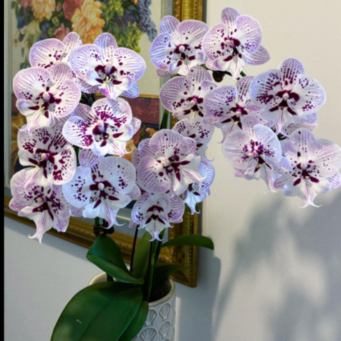 夏花 贵族品种 稀少 3花剑 3.5大杯【再见萤火虫】蝴蝶兰 爆花品种