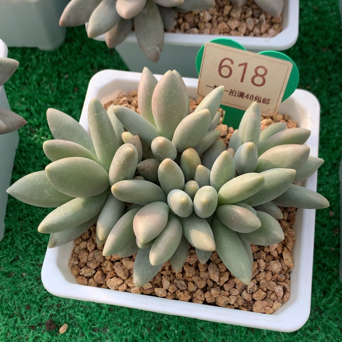 白兰地无砍平头618