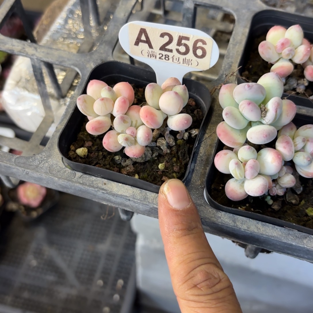 A256苹果奶一物一拍