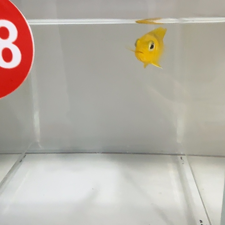 海水268号野生黄医生