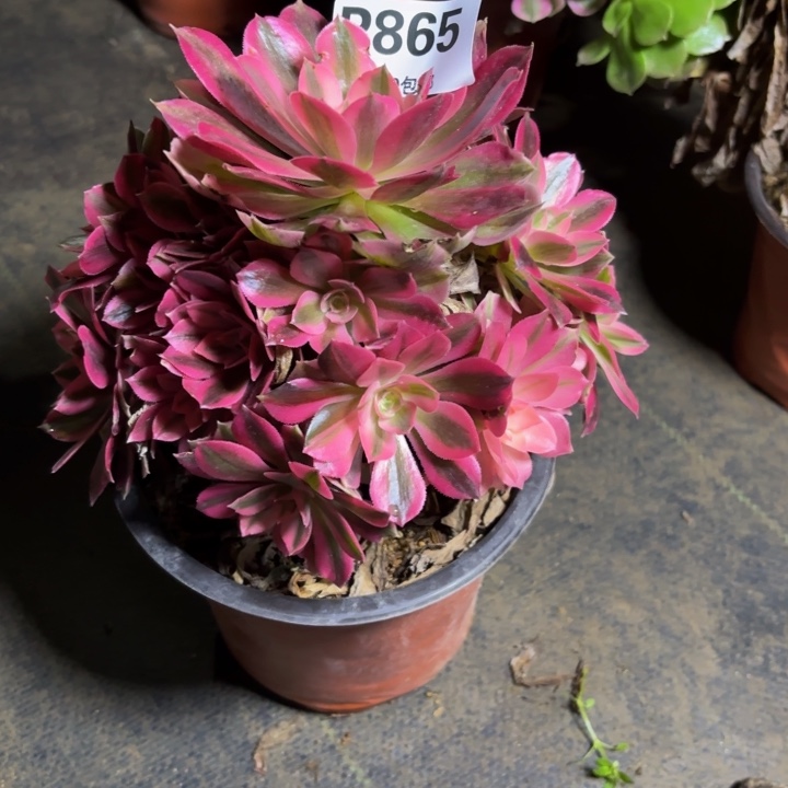 瑞妈，，，。。。865女巫，