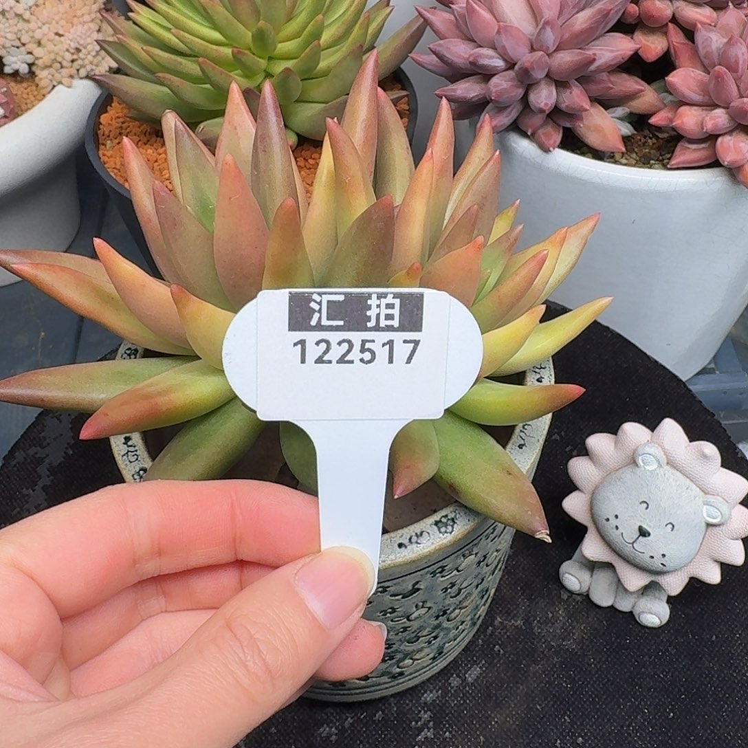 精品多肉植物122517