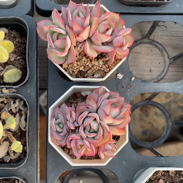 之***～张专拍牡丹亭2颗保邮