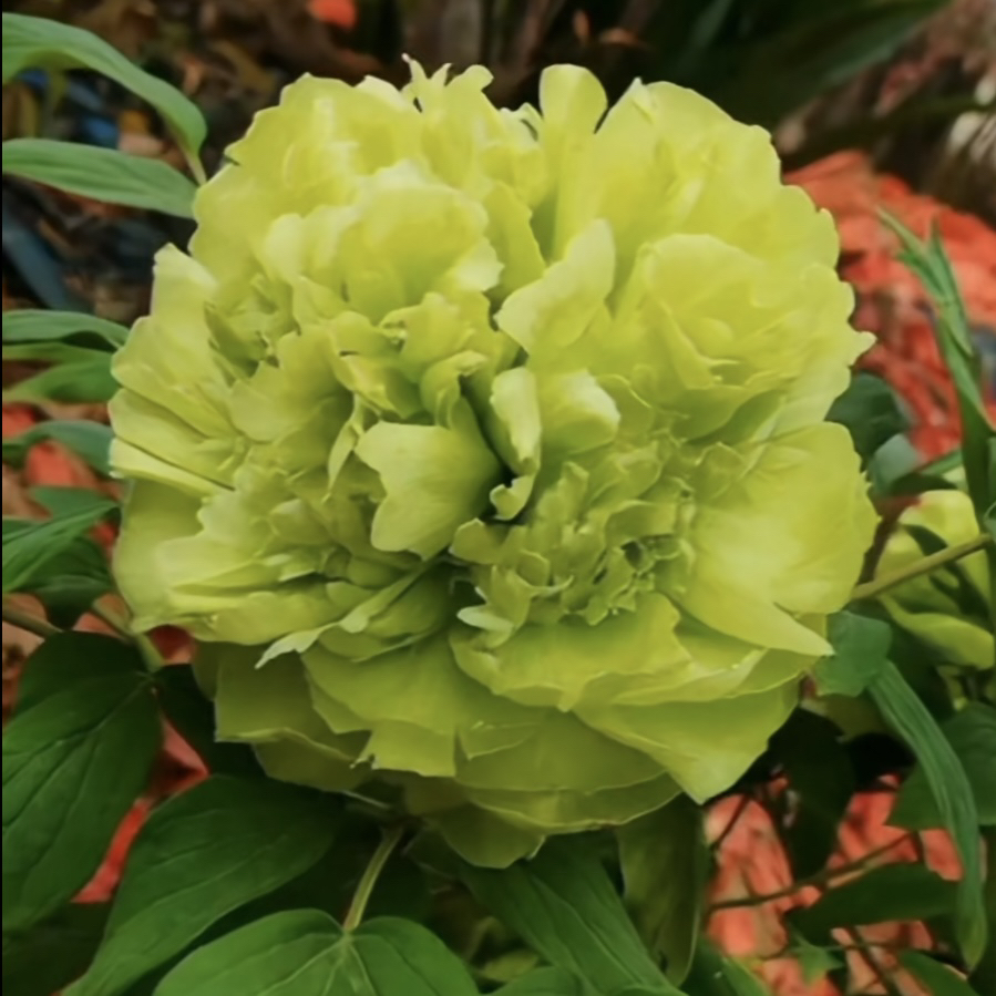  （豆绿）四大名品正宗洛阳重瓣牡丹花苗北方耐寒盆栽地栽