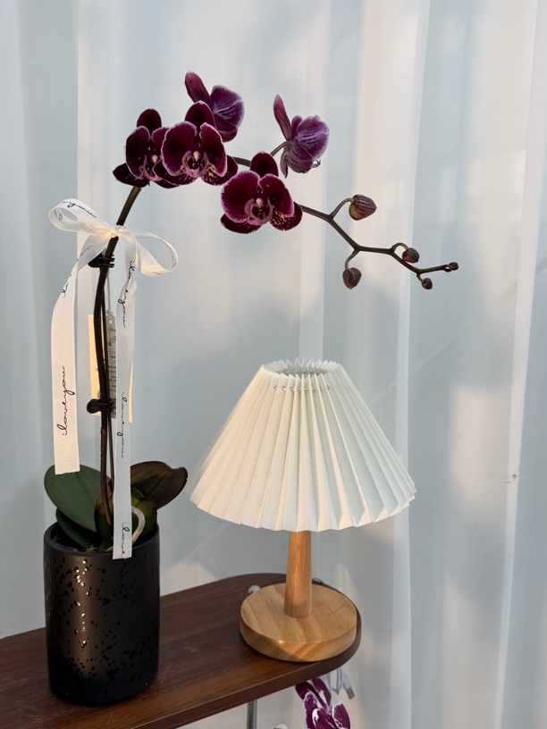 【予兰·一物一拍】昌新叉角 三角变异（微瑕花瓣有一片折了 赠泼墨盆