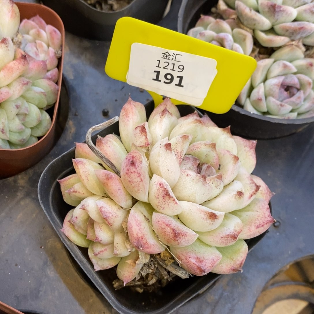 福利多多。1219191