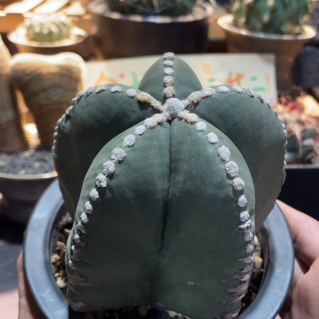 062实生根琉璃连心鸾凤玉