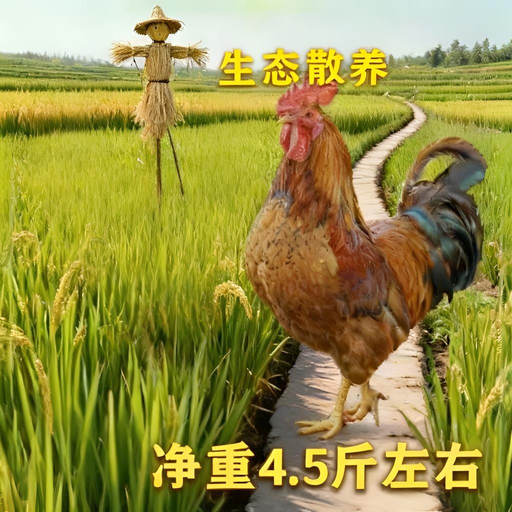 散养大公鸡鸡胗肝心全套散养鸡