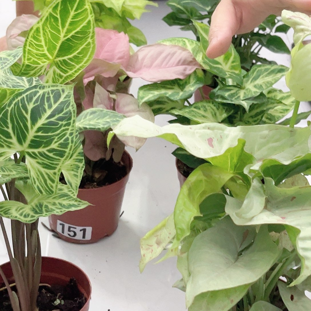 无花朵两盆任选组合合果芋 六选二