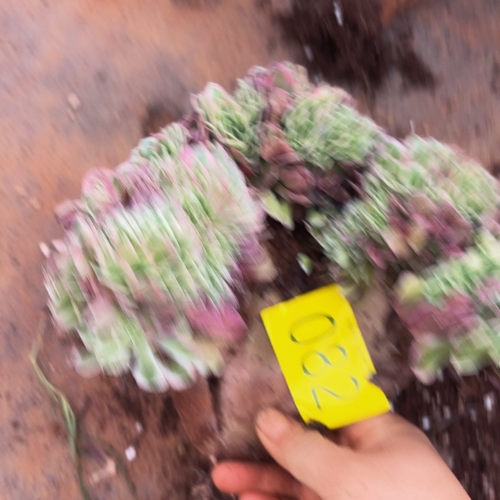 欧***鬼多肉植物福利082号