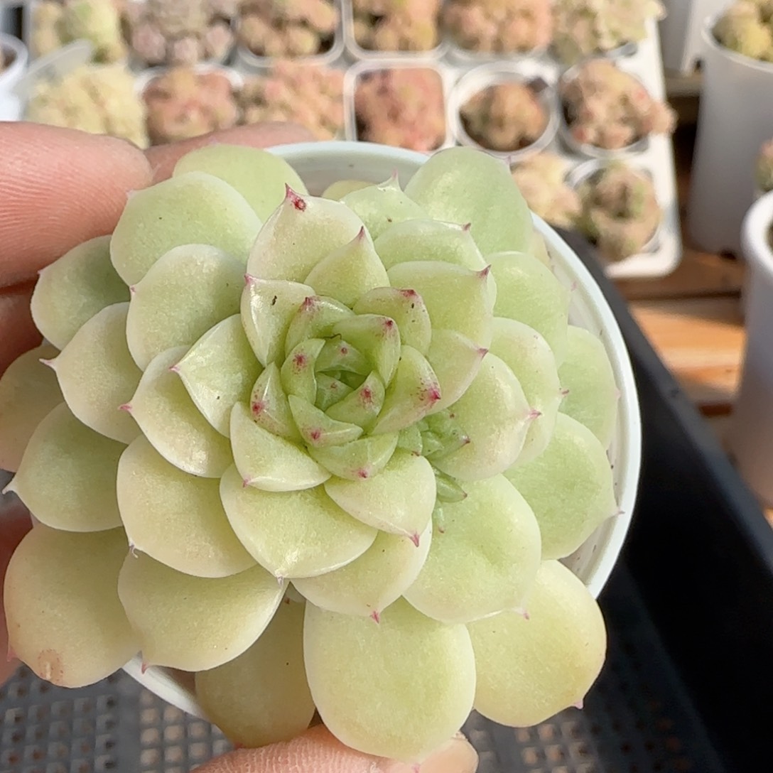 【闪购商品】0213-161优选麦杆