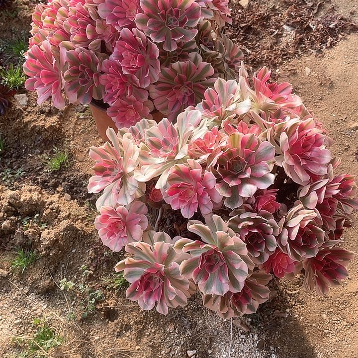 风**雅多肉法师分女巫60-2