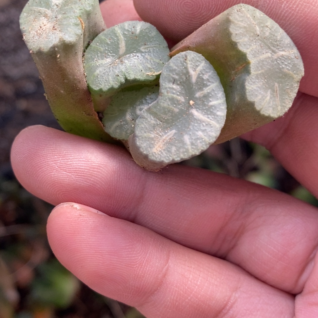 钰***835 一颗短腿武大郎万象 福利