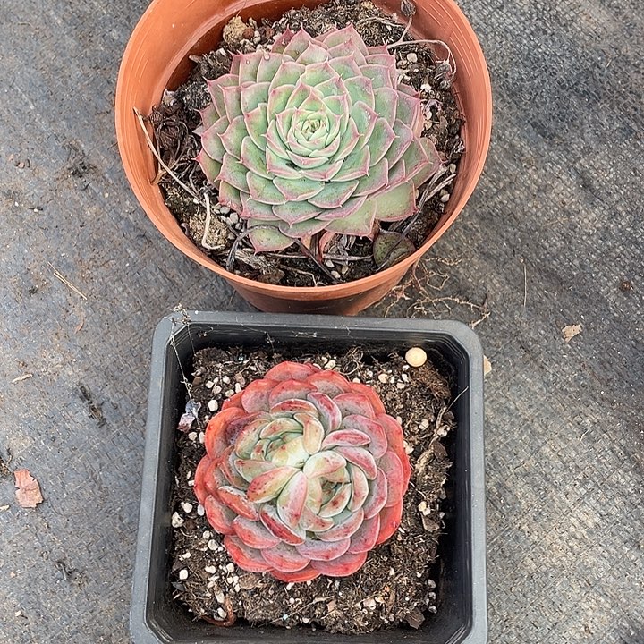 吃***w二颗单头多肉植物