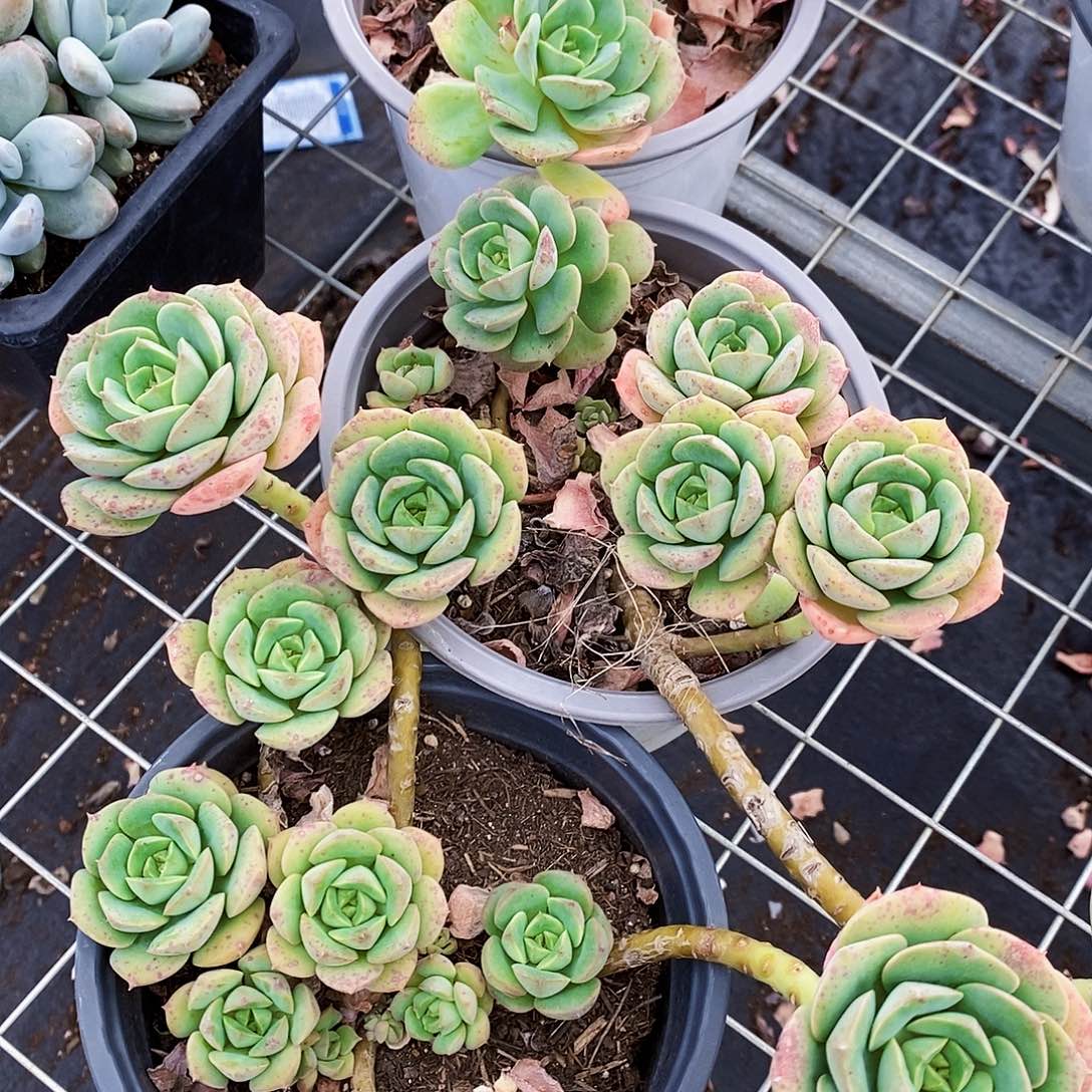 尼可莎拉玫瑰多头群生