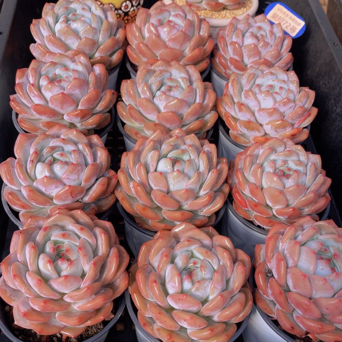 量拍72号 韩版橙梦露母本大单头一个