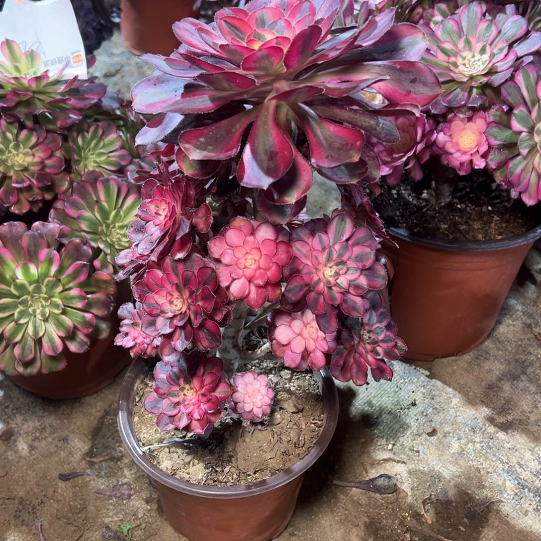 月**楼85多肉0000000000000000