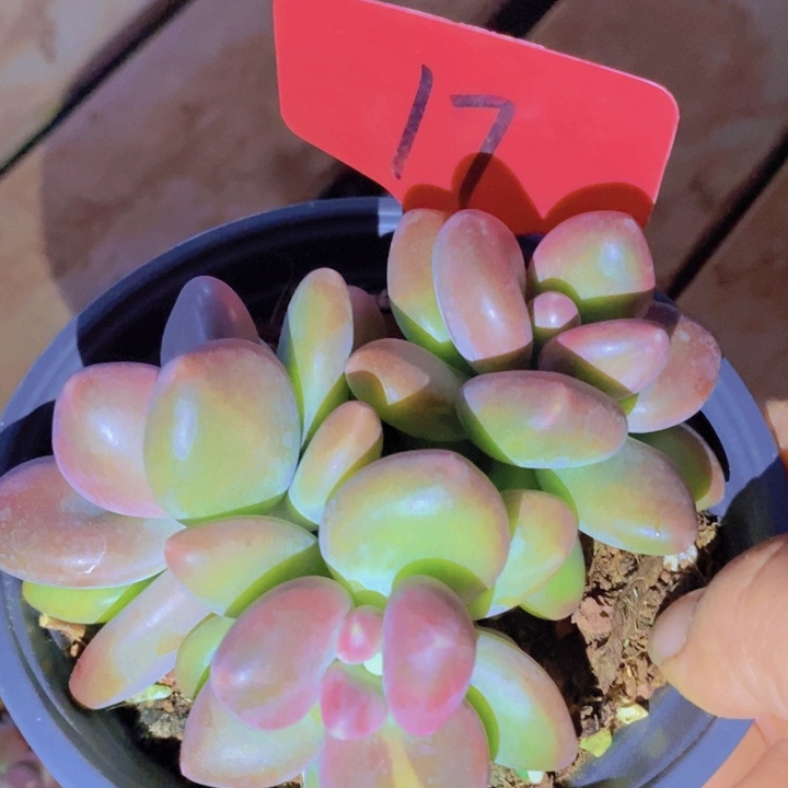 在家里面吃饭的吗