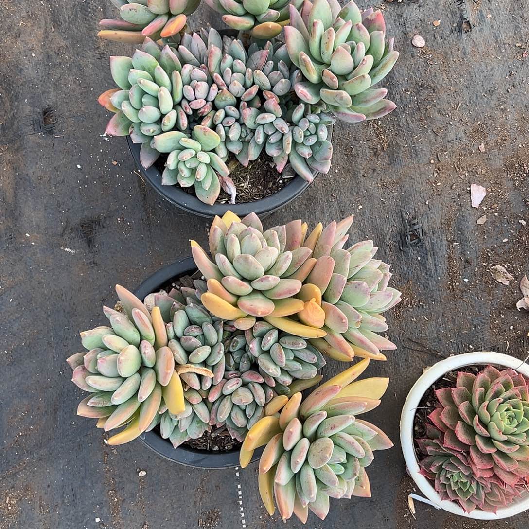 *****多肉植物一物一拍