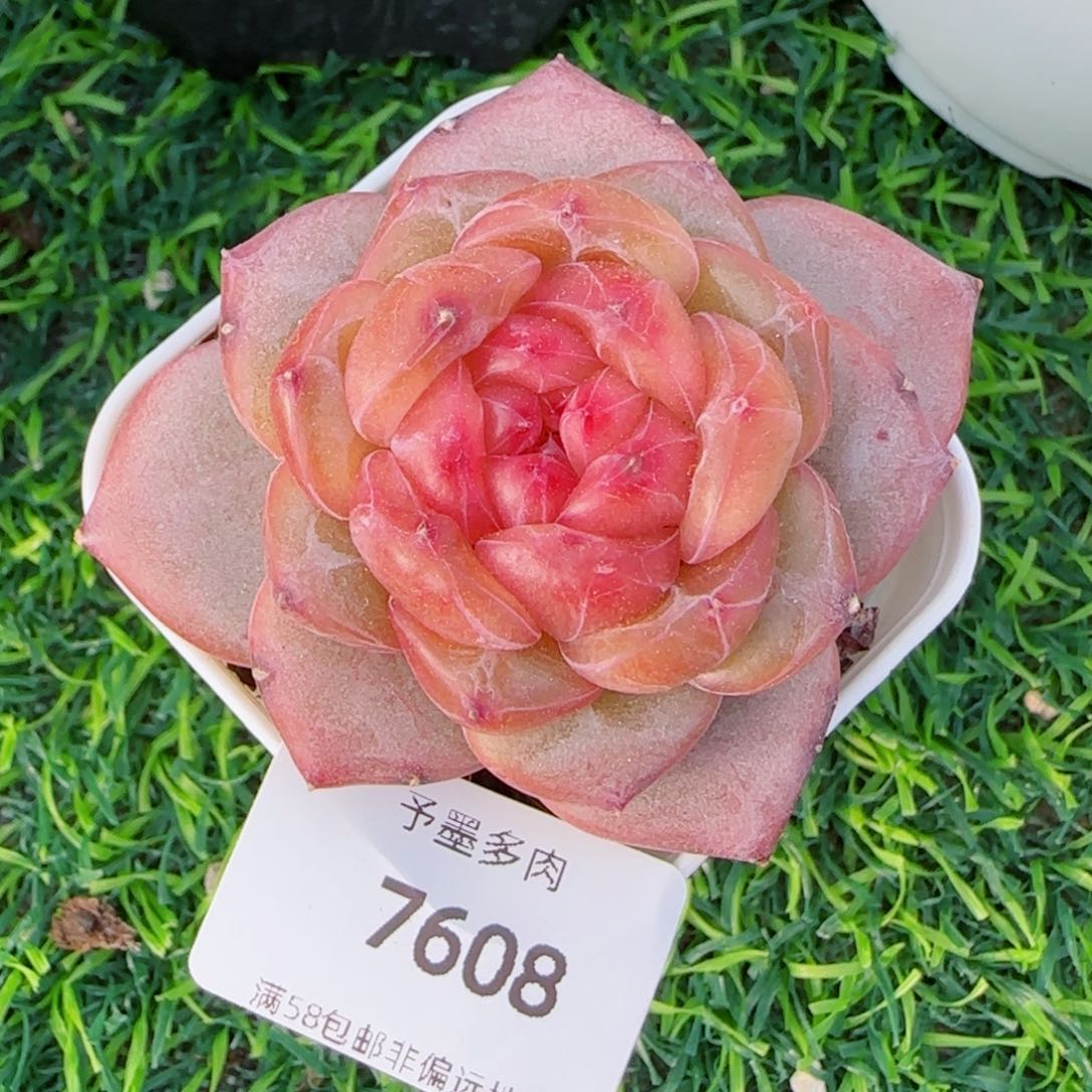 芳草系列，7608多肉植物