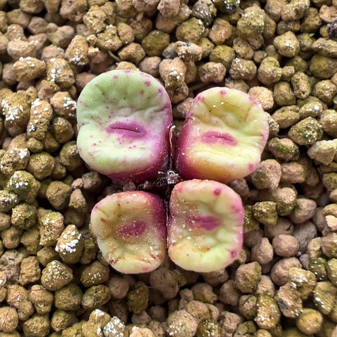 440号se开播福利。    