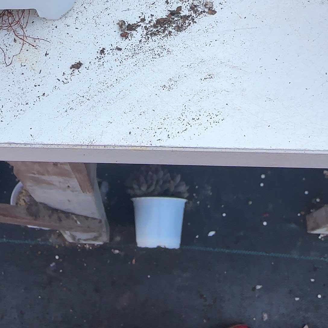 青蛙王子儿童牙膏套装。