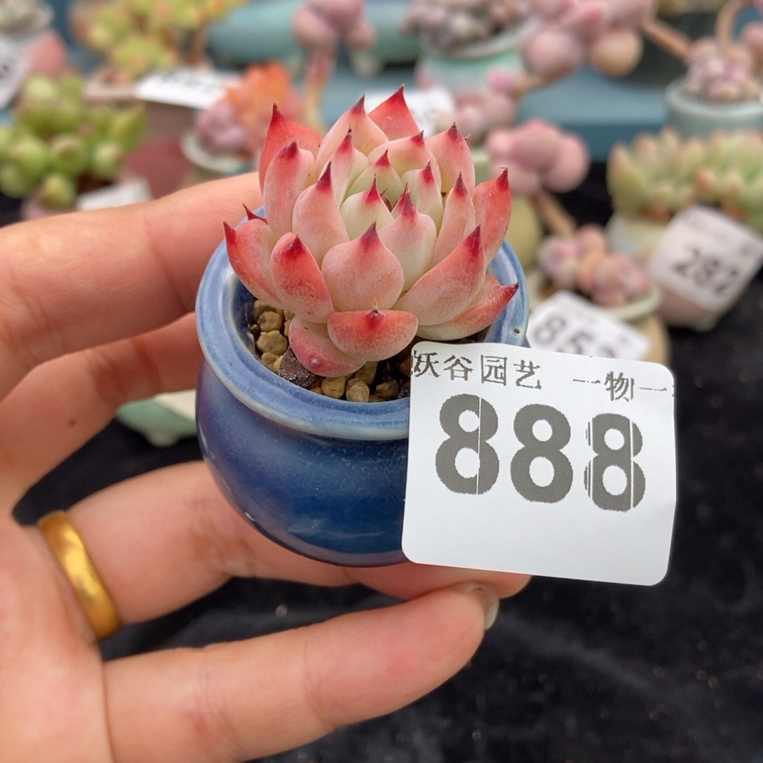 888带盆土发货11111