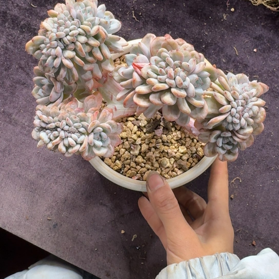 星星雪缀化一物一拍