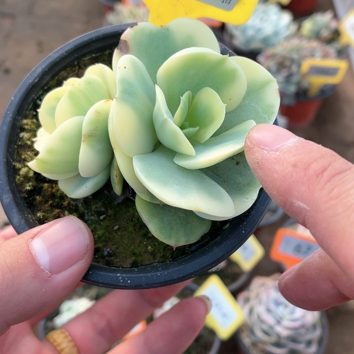 【闪购商品】948号